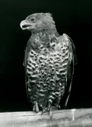 Ein gekrönter Adler sitzt im Londoner Zoo, November 1923 (Schwarz-Weiß-Foto)